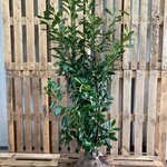 35 Laurier Prunus laurocerasus ‘Novita’ 125-150 centimeter